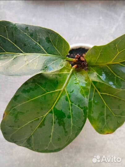 Фикус лирата в керамическом горшке