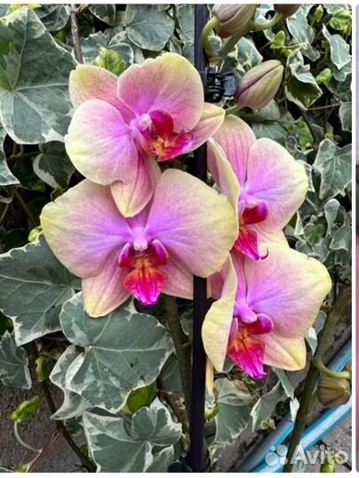 Орхидея фаленопсис детка 1.7
