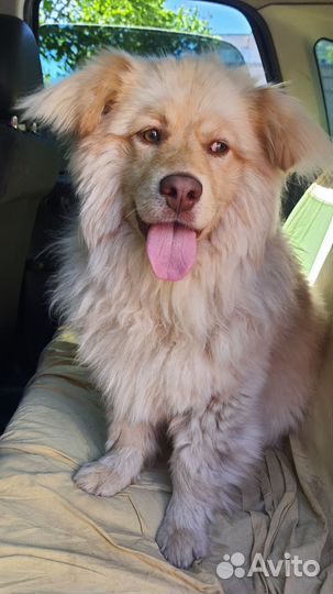 Маленькая собака в добрые руки бесплатно