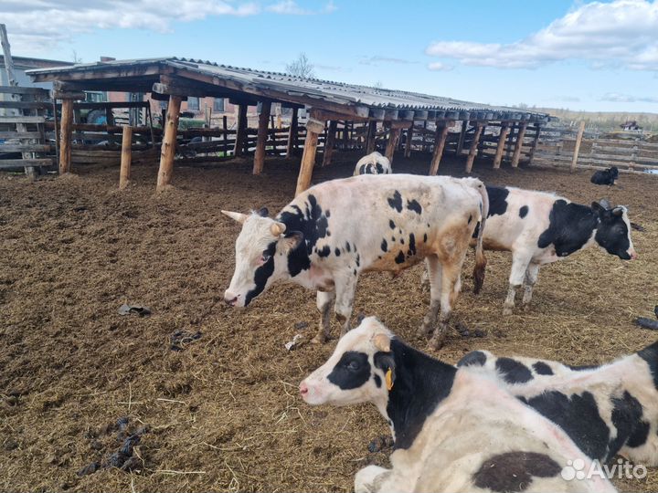 Мясо говядина, конины