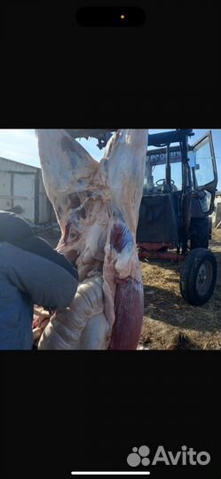 Мясо конины