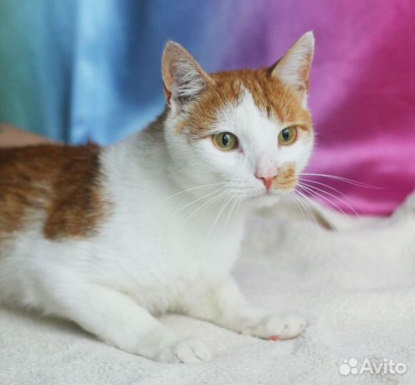 Бело-Рыжий красавец ищет дом