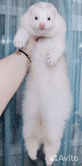 Вязка хорька - экзота (2 мальчика)