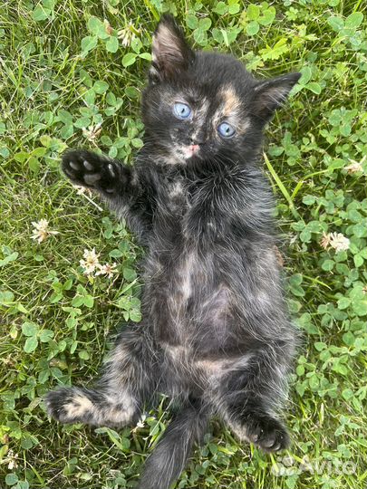 Котята бесплатно