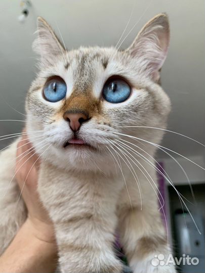 Кот и кошка в добрые руки