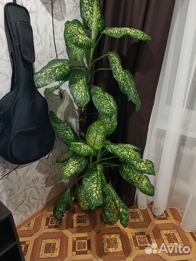 Диффенбахия, замиагулькас, фикус и др