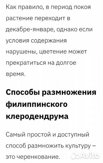 Клеродендрум 