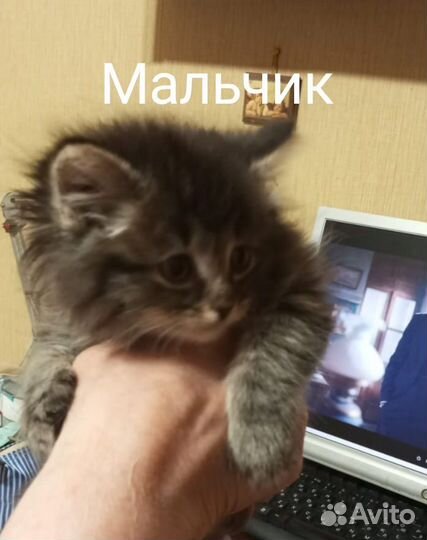 Котята домашние