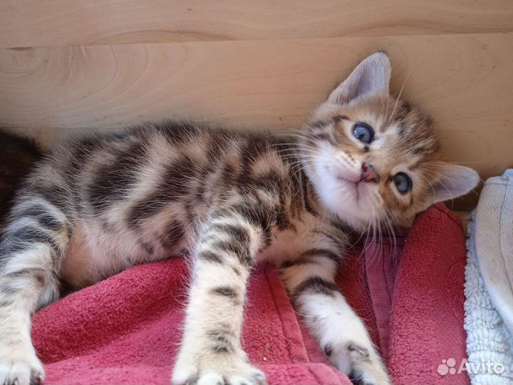 Котёнок девочка