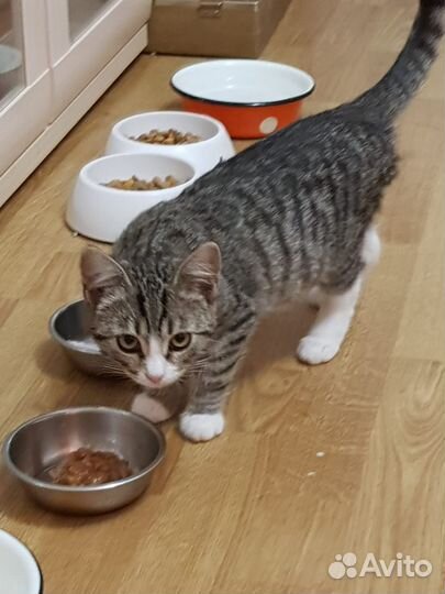 Котята серенькие