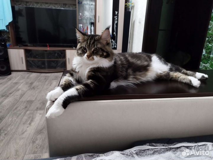 Кошки мейн-кун