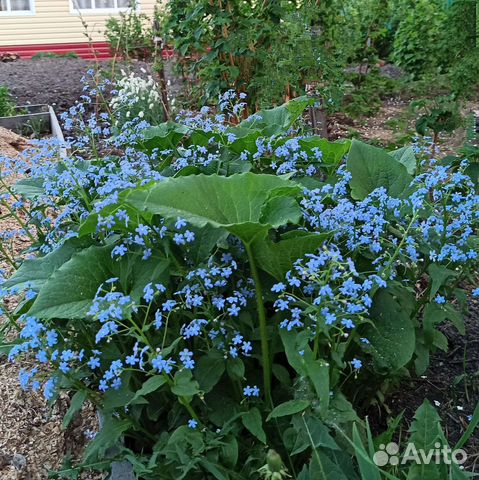 Незабудка саженцы или большим кустом