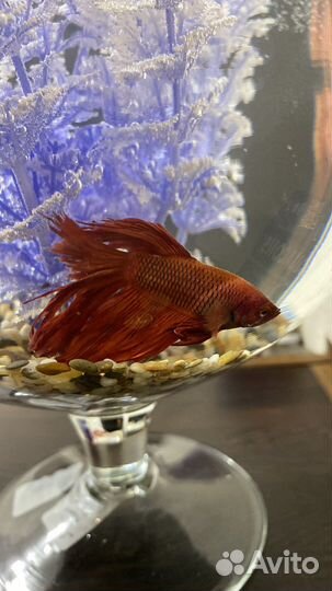 Рыбка петушок с аквариумом