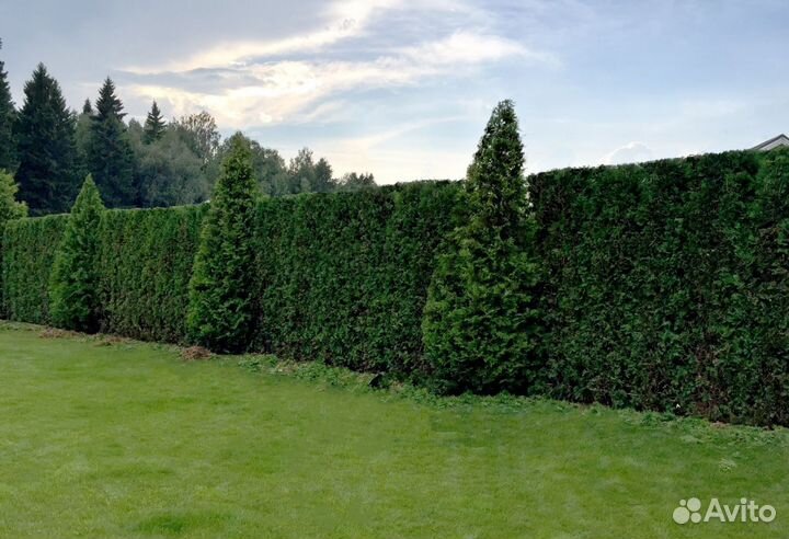 Туя Экстра Брабант