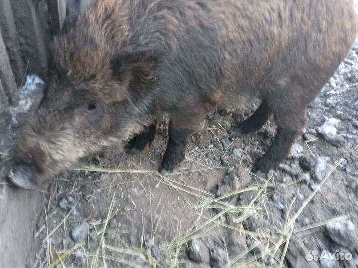 Кабаны дикие