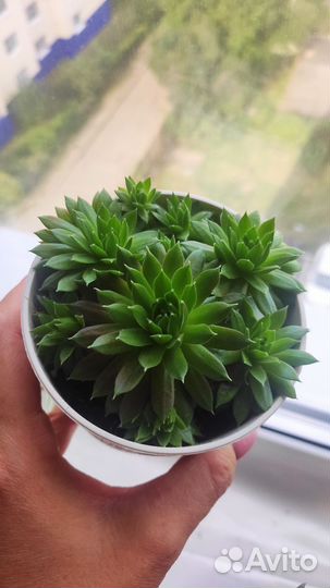 Каменная роза (суккуленты)