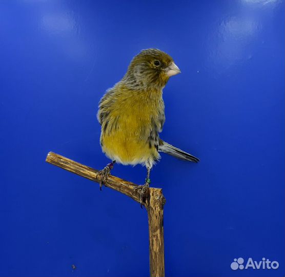 Кенара и канарейки