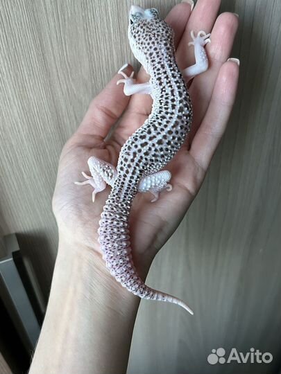 Эублефар Total Eclipse White Face