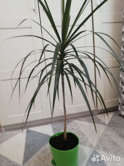 Пальма драцена в пластиковом кашпо