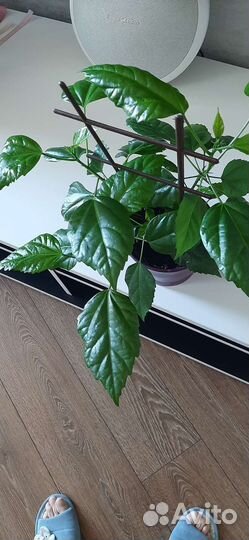 Гибискус (китайская роза)