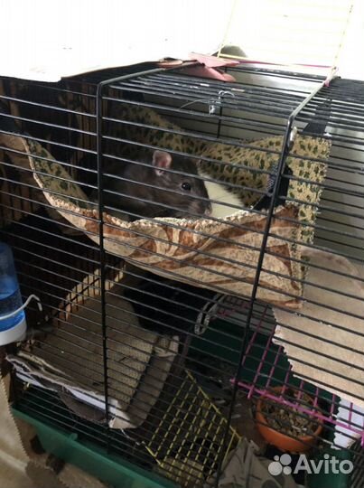 Гамаки и домики для крыс, шиншилл, дегу,ежиков