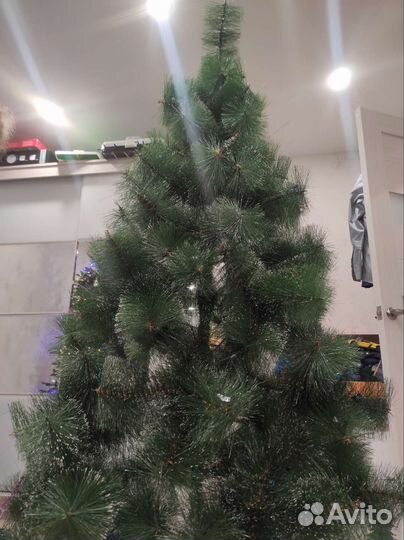 Сосна новогодняя