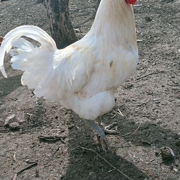 Инкубационное яйцо породистых кур мясояичного напр