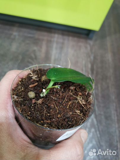 Хойя Макгилливрей