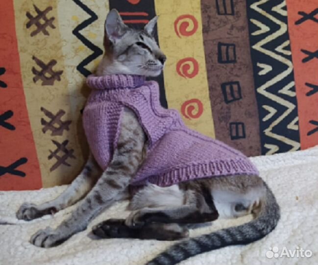Вязаная одежда для собак и кошек на заказивналичии
