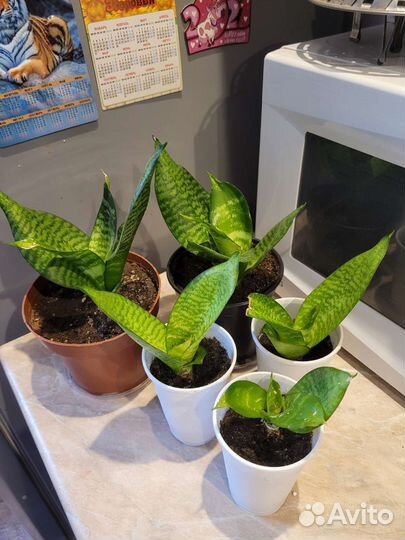 Сансевиерия ханни