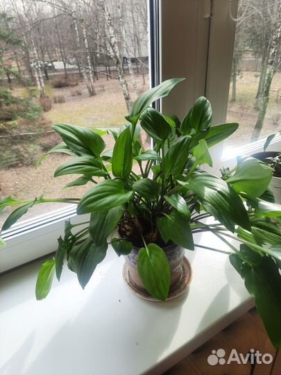 Фикус и компания )