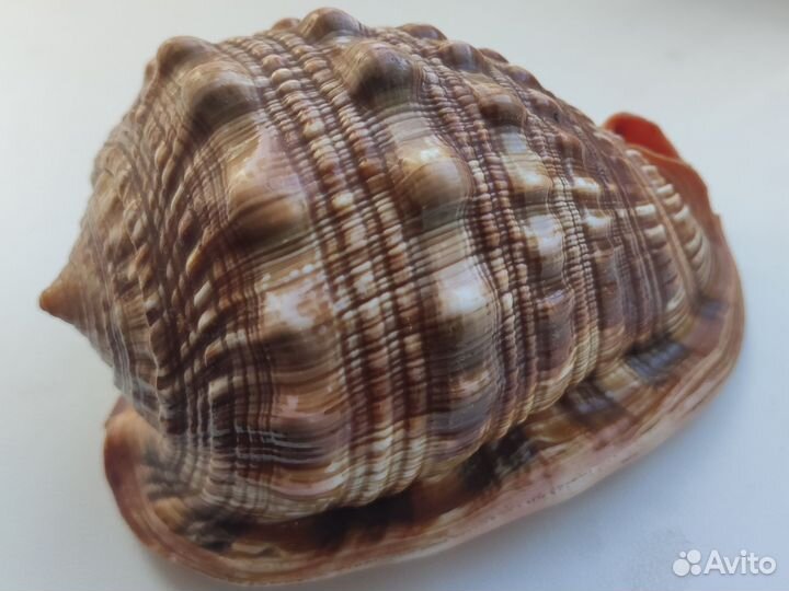 Раковина: Ципрекассис Руфа(Бычий рот)