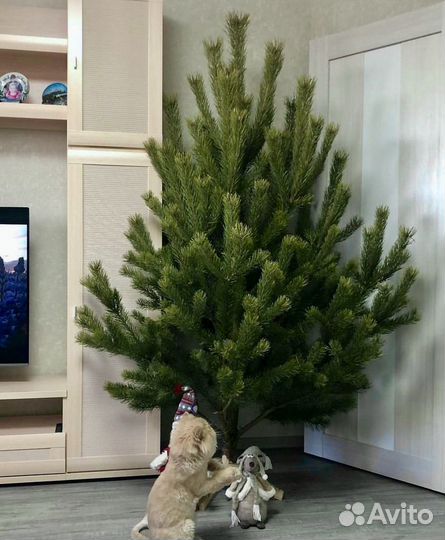 Елка ель сосна новогодняя живая
