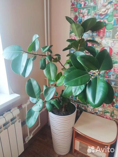 Фикус каучуконосный большой