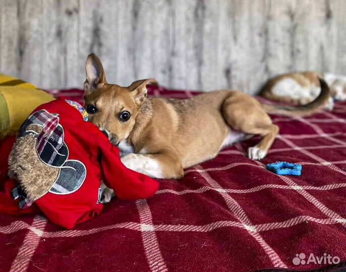 Эксклюзив с породными корнями, стерильная в дар