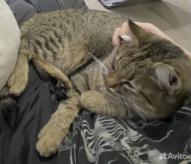 Отдам кота в добрые руки