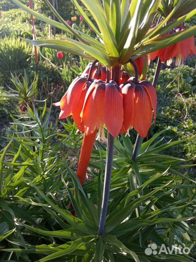 Рябчик императорский