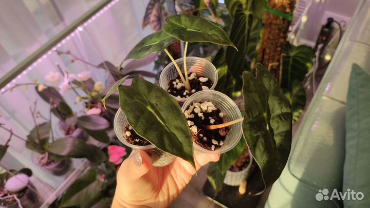 Алоказия Полли