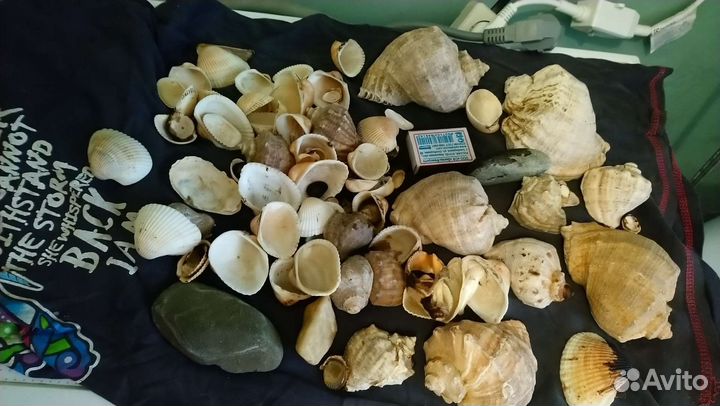 Морские ракушки раковины