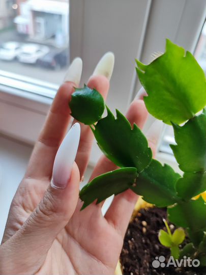 Декабрист Шлюмбергера