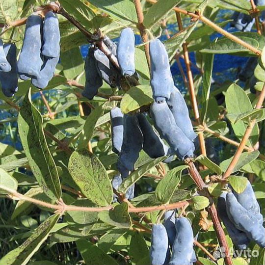 Саженцы Жимолость Нимфа