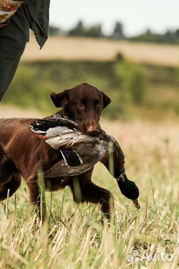 Лучшие из ретриверов