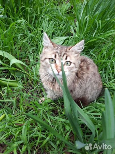 Молоденькая миниатюрная кошечка