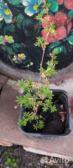 Курильский чай лапчатка кустарник