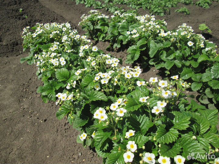 Рассада земклубники Раиса