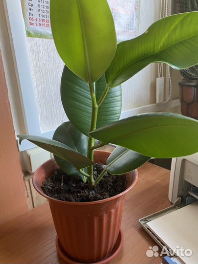 Фикус каучуконосный