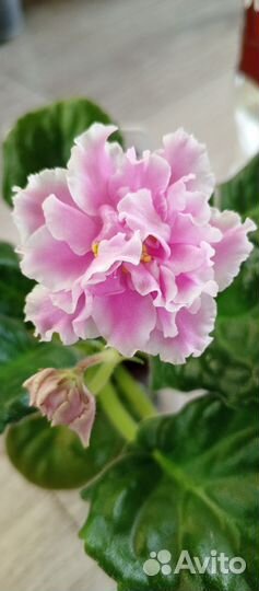 Листики фиалочек