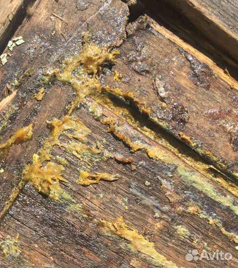 Прополис пчелиный