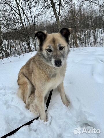 Собака в дом из приюта