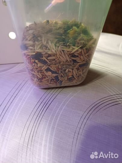 Хомяк,домик для хомяков